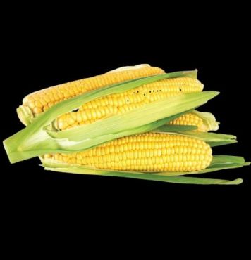 Sweet Corn UAE 400g-500g (Approx. 2-3 Pcs)